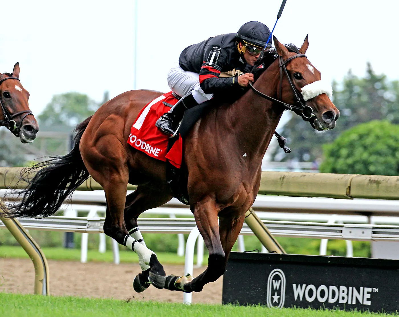 A jockey and Thoroughbred at full stride on the turf course at Woodbine, with the running rail beside them